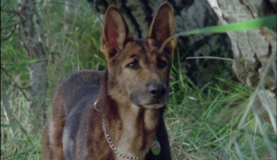 Thumbnail for Canine Thrills Follow You Home In Our Pick of the Week