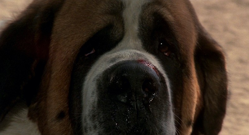Cujo