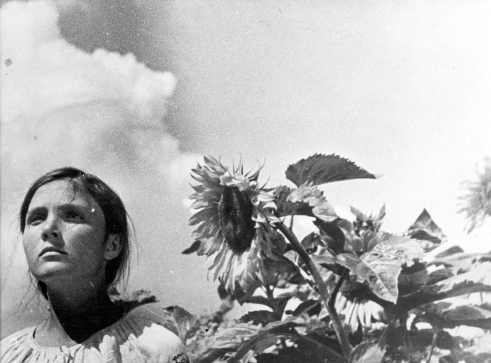 Earth Woman And Sunflower M Guk